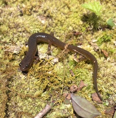 Eurycea multiplicata