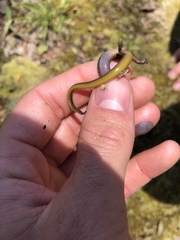 Eurycea multiplicata