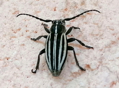 Dorcadion scopolii