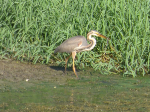 iNaturalist image