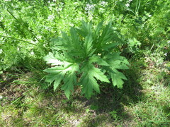 Heracleum mantegazzianum