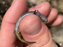 Eurycea multiplicata