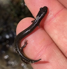 Eurycea multiplicata