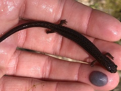 Eurycea multiplicata