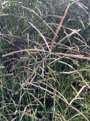 Chloris pycnothrix