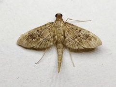 Hymenoptychis sordida