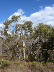 Eucalyptus litoralis