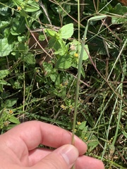 Chloris pycnothrix