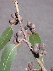 Eucalyptus litoralis