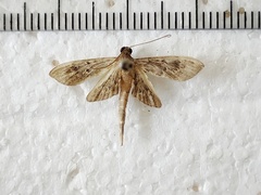 Hymenoptychis sordida