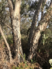 Eucalyptus litoralis