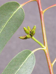Eucalyptus litoralis