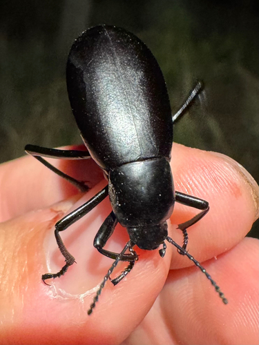 Eleodes longicollis