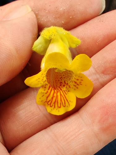 Yellow Unicorn-plant