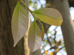 Castanopsis sieboldii