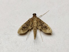 Hymenoptychis sordida