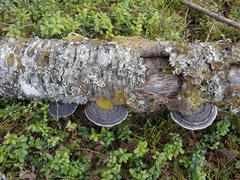 Phellinus nigricans