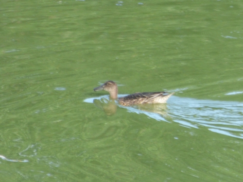 iNaturalist image