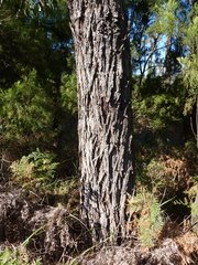 Eucalyptus splendens
