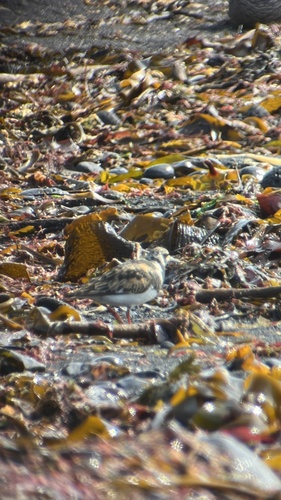 iNaturalist image