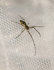 Tetragnatha dearmata