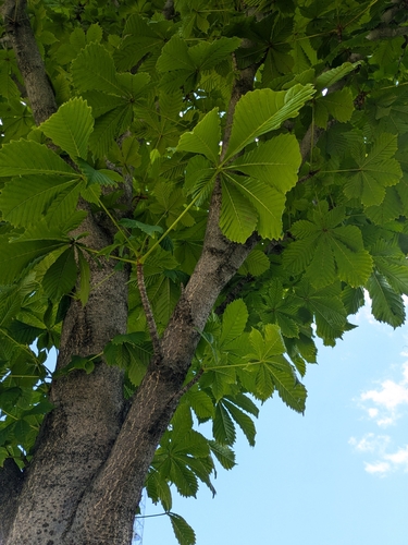 horse-chestnut