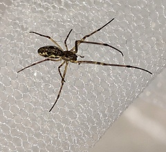 Tetragnatha dearmata
