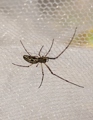 Tetragnatha dearmata