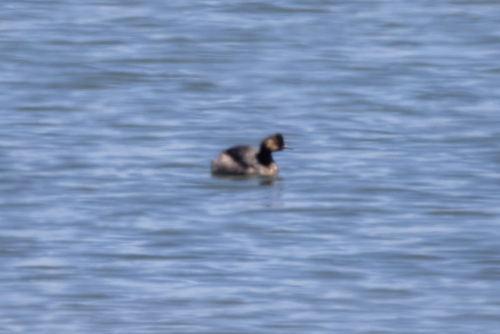 iNaturalist image