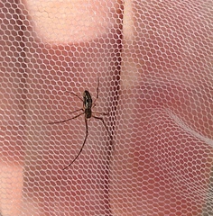 Tetragnatha dearmata