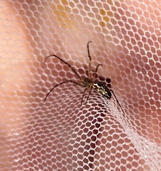 Tetragnatha dearmata