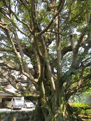 Castanopsis sieboldii