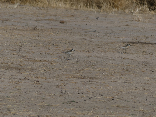 iNaturalist image