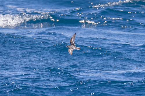 iNaturalist image
