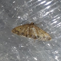 Idaea pervertipennis