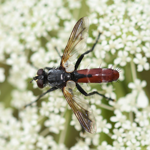 Cylindromyia bicolor