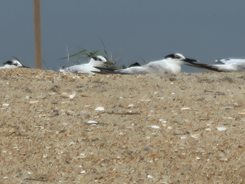 iNaturalist: (c) Charlie Wingert, some rights reserved (CC BY-NC), uploaded by Charlie Wingert iNaturalist image