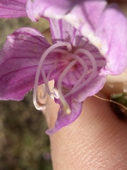 Penstemon richardsonii, photograph (c) Michael O'Loughlin, some rights reserved (CC BY)