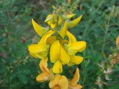 Crotalaria longirostrata