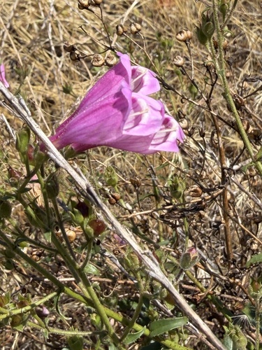 Penstemon richardsonii, photograph 3