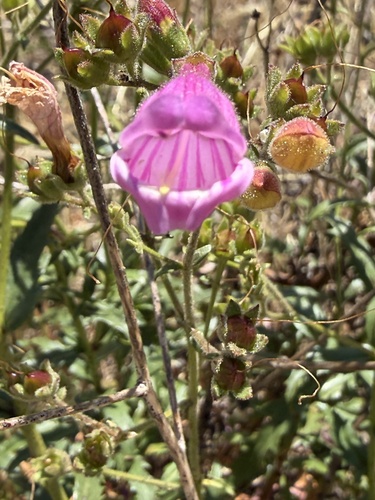Penstemon richardsonii, photograph 4