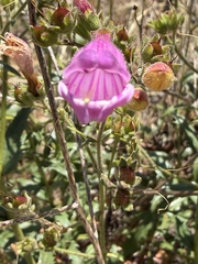 Penstemon richardsonii, photograph (c) Michael O'Loughlin, some rights reserved (CC BY)