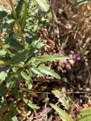 Penstemon richardsonii, photograph (c) Michael O'Loughlin, some rights reserved (CC BY)