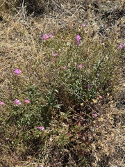 Penstemon richardsonii, photograph (c) Michael O'Loughlin, some rights reserved (CC BY)