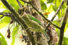 Ailuroedus maculosus