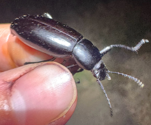 Eleodes longicollis