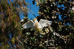 Bubulcus ibis