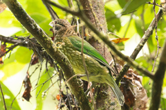 Ailuroedus maculosus