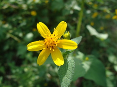 Baltimora recta