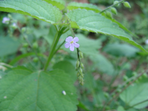 Priva lappulacea, photograph 3